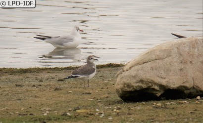 Mouette de Sabine