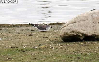 Mouette de Sabine