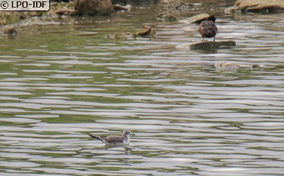 Mouette de Sabine