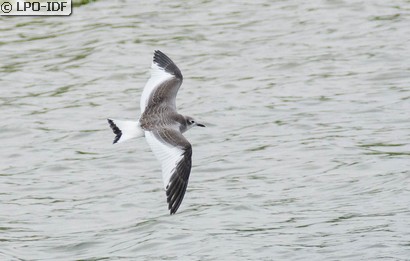 Mouette de Sabine