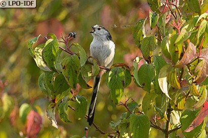 Mésange à longue queue