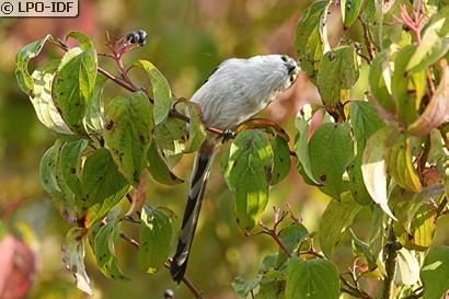 Mésange à longue queue