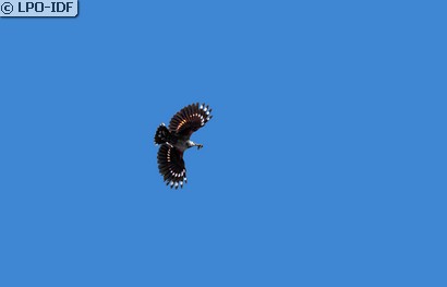 Tichodrome échelette