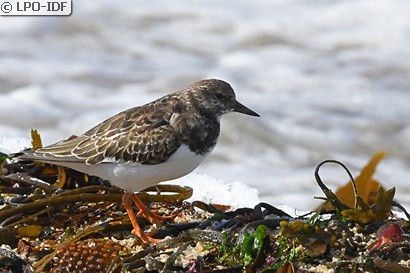 Tournepierre à collier