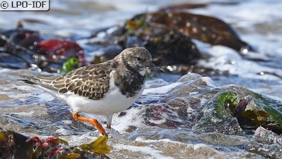 Tournepierre à collier