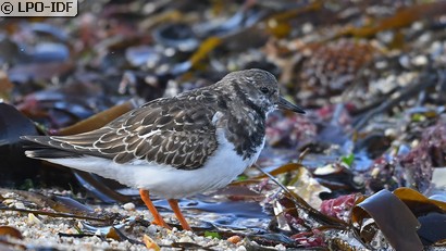 Tournepierre à collier