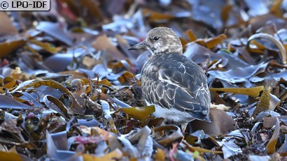 Tournepierre à collier