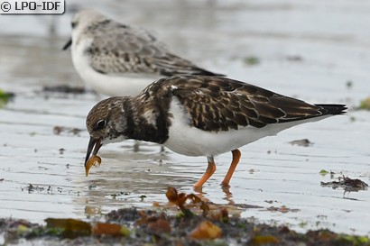 Tournepierre à collier