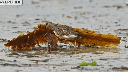 Tournepierre à collier