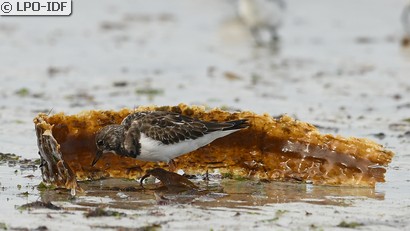 Tournepierre à collier
