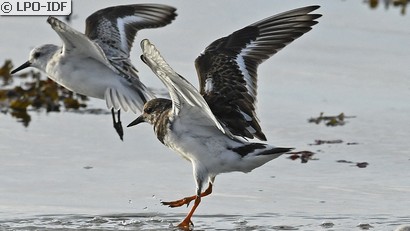 Tournepierre à collier