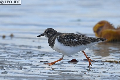 Tournepierre à collier