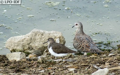 Tourterelle des bois