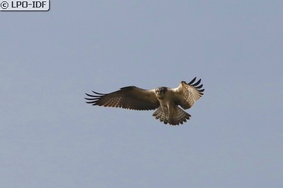 Balbuzard pêcheur