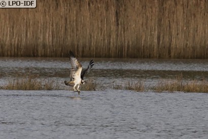 Balbuzard pêcheur