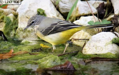 Bergeronnette des ruisseaux