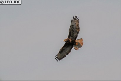 Buse variable