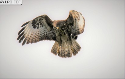 Buse variable