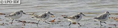 Bécasseau sanderling