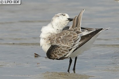 Bécasseau sanderling