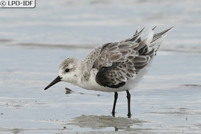 Bécasseau sanderling