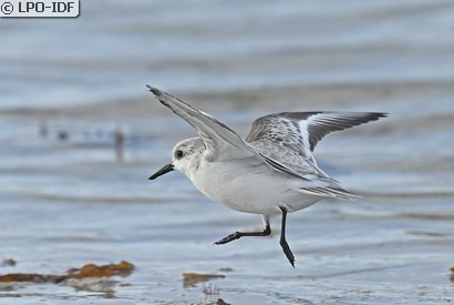 Bécasseau sanderling