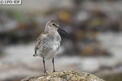 Bécasseau variable