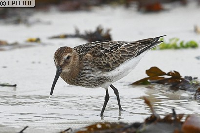 Bécasseau variable