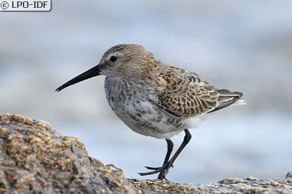 Bécasseau variable