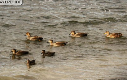 Canard chipeau