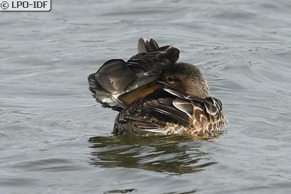 Canard souchet