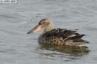 Canard souchet