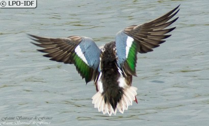 Canard souchet