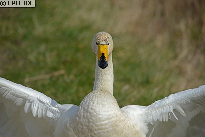Cygne chanteur