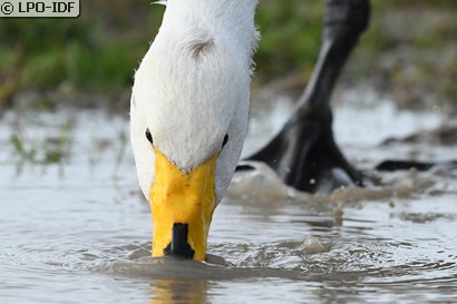Cygne chanteur