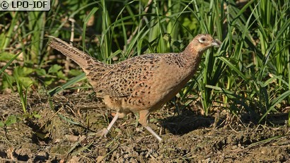 Faisan de Colchide