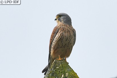 Faucon crécerelle