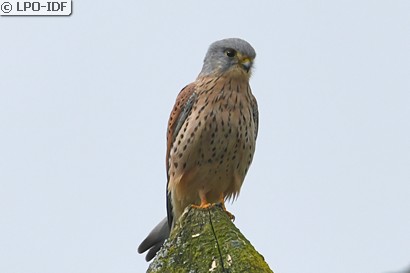 Faucon crécerelle