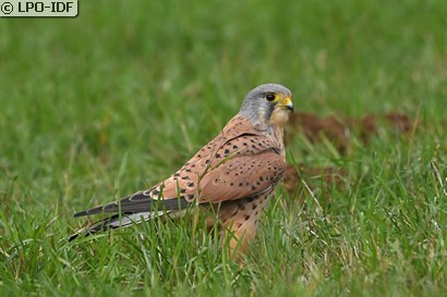 Faucon crécerelle