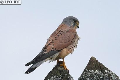 Faucon crécerelle