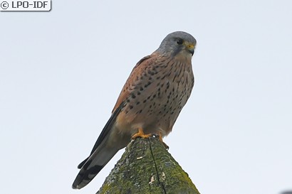 Faucon crécerelle
