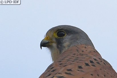 Faucon crécerelle