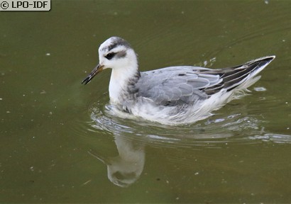 Phalarope à bec large