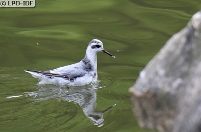 Phalarope à bec large