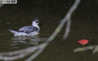 Phalarope à bec large