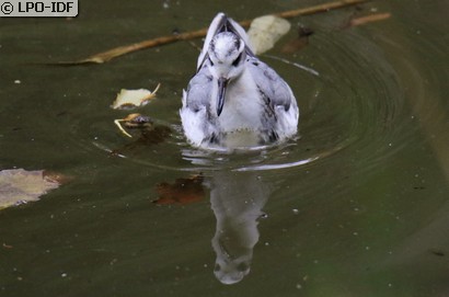 Phalarope à bec large
