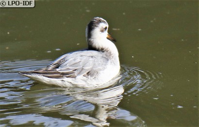 Phalarope à bec large