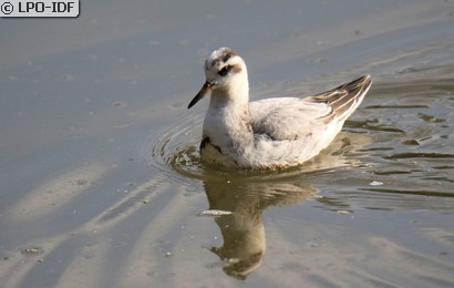 Phalarope à bec large