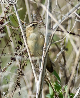 Phragmite des joncs