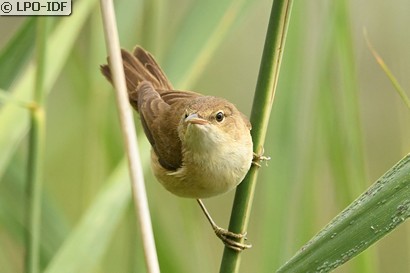 Rousserolle effarvatte